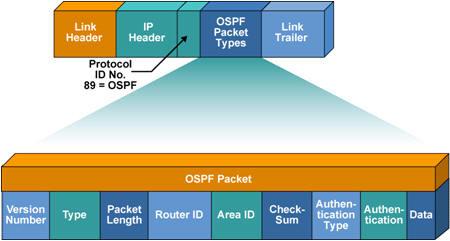 OSPF分组结构
