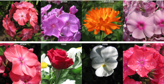 对彩色花图像进行分类-基于R语言的Keras实现插图(1)